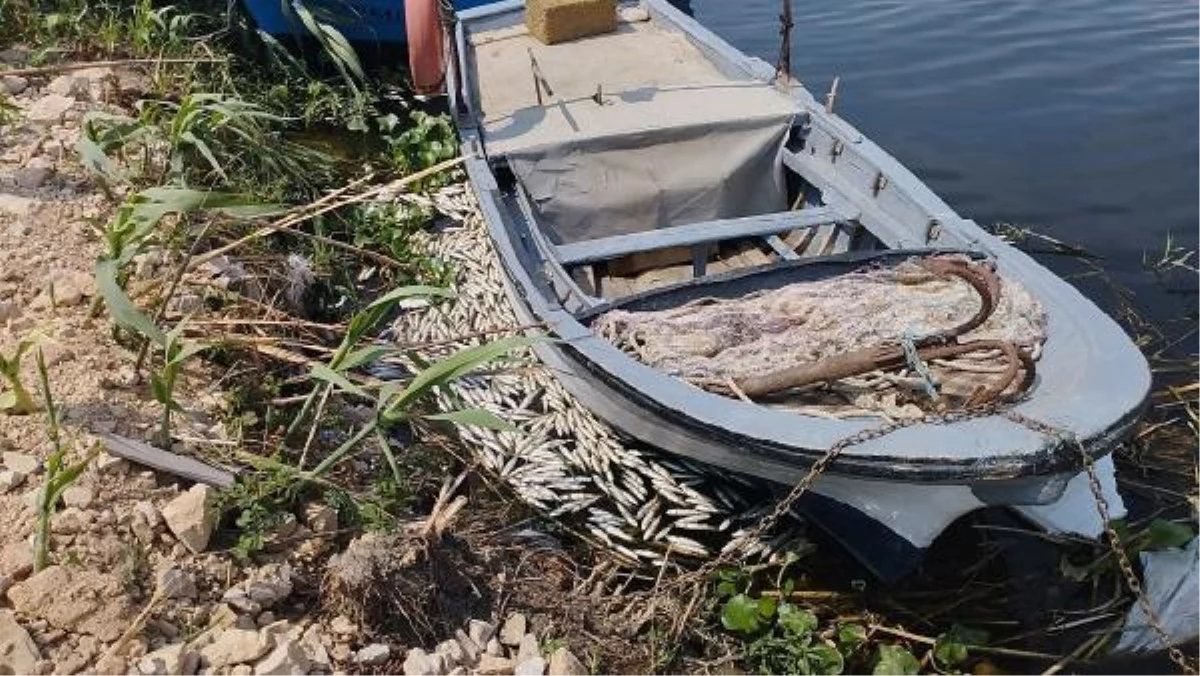 Hatay\'da Asi Nehri\'nde toplu balık ölümleri