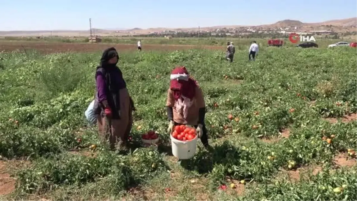 İşçi bulamayan üretici: "Bizimkiler iş beğenmiyor, iyi ki mülteciler var"