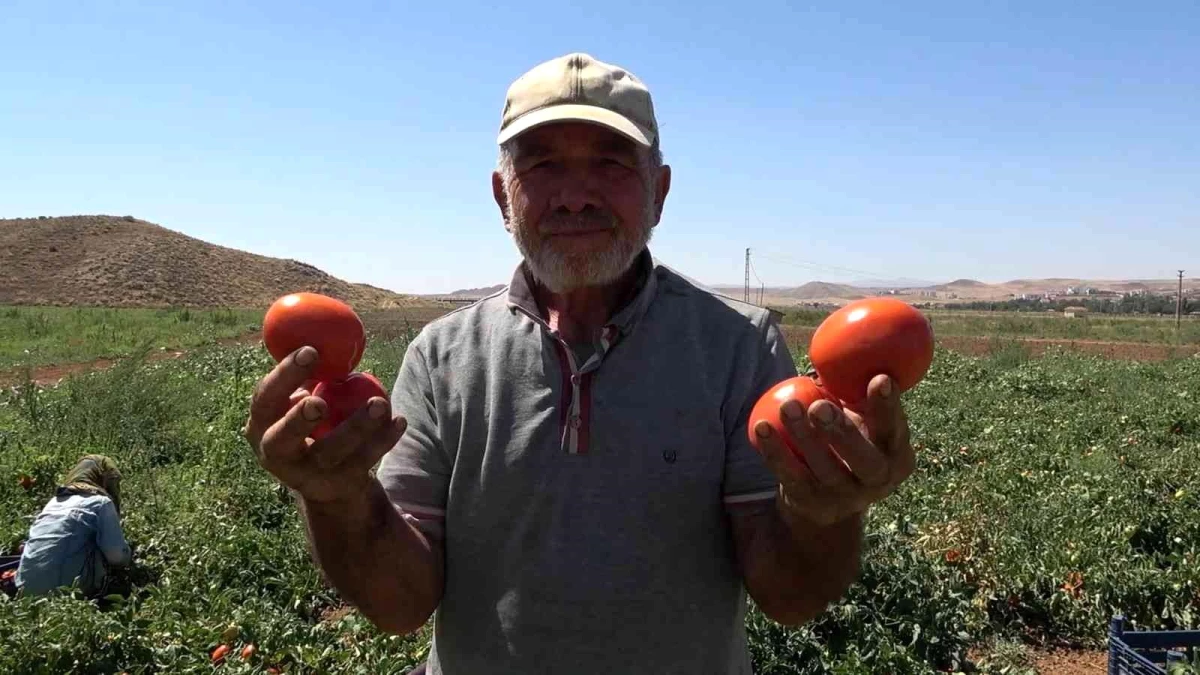 220 lira yevmiyeye işçi bulamayan çiftçi isyan etti: İyi ki mülteciler var, bizimkiler iş beğenmiyor