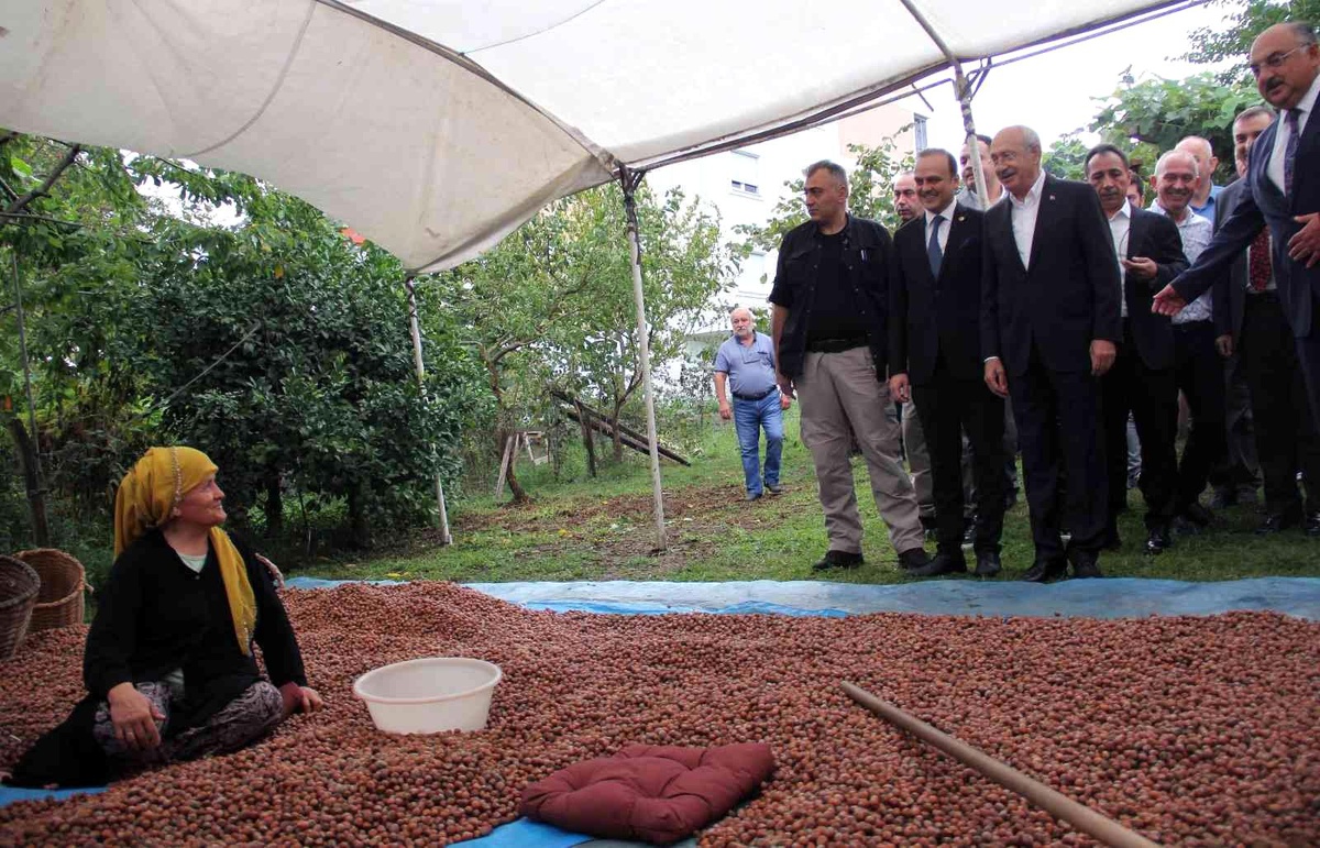 Kılıçdaroğlu, üreticilerle fındık seçti