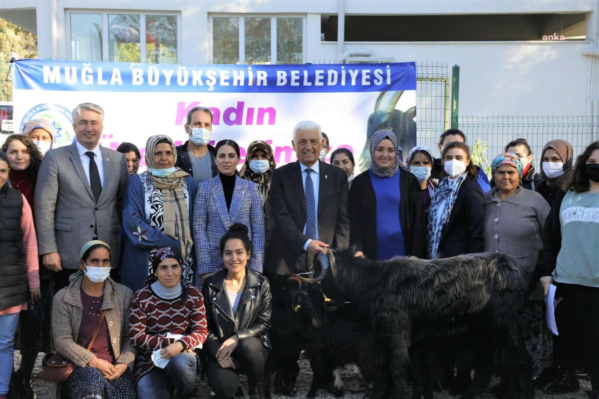 Büyükşehir Yatağan\'da kıl keçisi dağıtacak