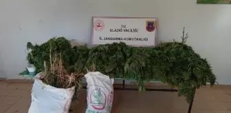 Ormanda Hint keneviri yetiştiren şüpheliye gözaltı