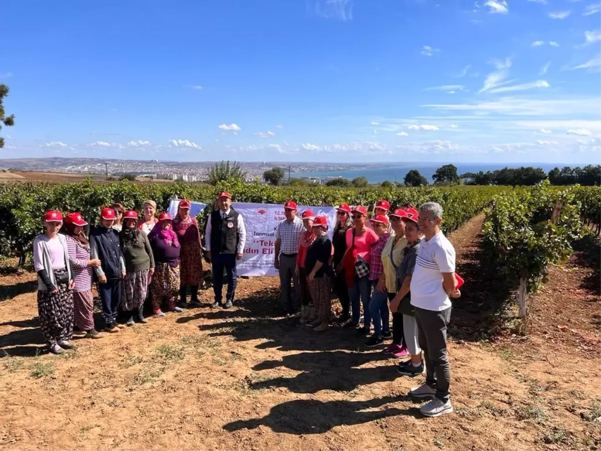 "Tekirdağ bağları kadın eliyle güzelleşiyor" projesi tamamlandı