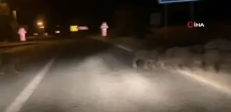 Yola çıkan domuz sürüsü böyle görüntülendi