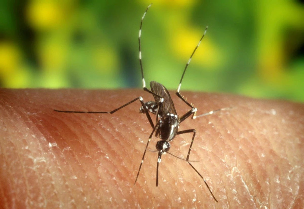 Yunanistan\'da Batı Nil Virüsü vakaları artıyor