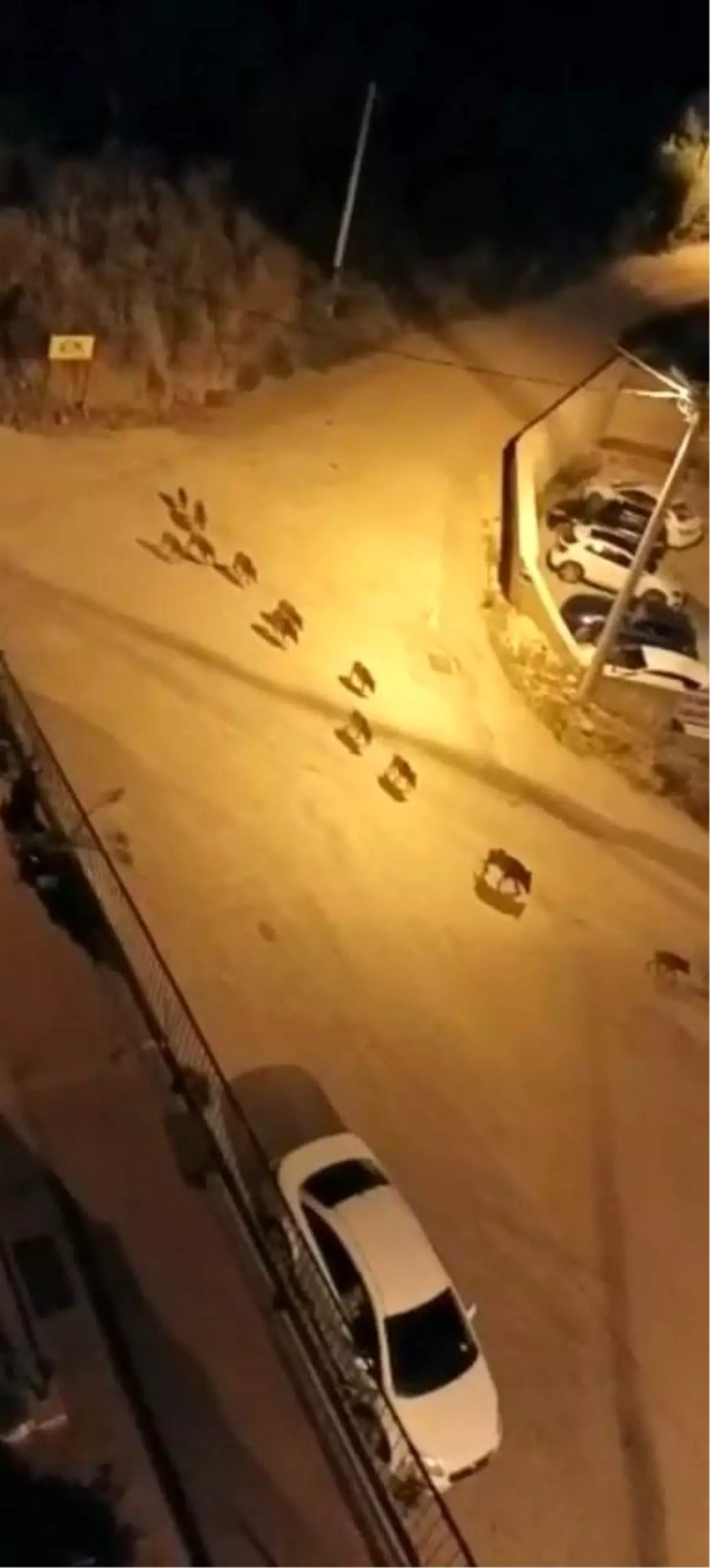 Bursa\'da aç kalan domuzlar şehir merkezine indi