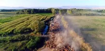 Büyükbaş hayvan sürüsünün tozlu mera yolculuğu dron ile görüntülendi