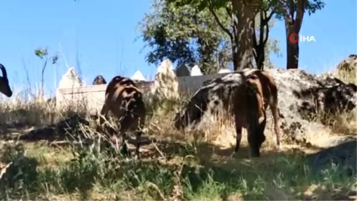 Dağ keçileri mezarlığı mesken tuttu