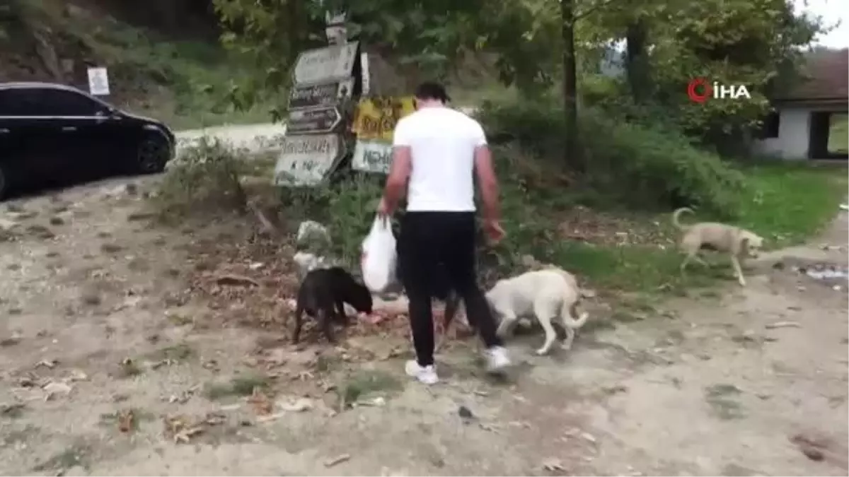 Demir yumruklar sokak hayvanlarını besledi