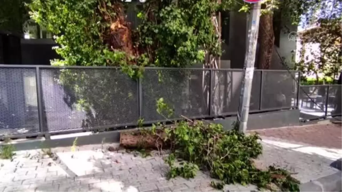 Şişli\'de devrilen ağacın altında kalan otomobil hasar gördü
