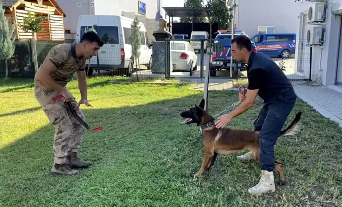 13 aylık bir sokak köpeği jandarmanın hassas burunlarından olacak