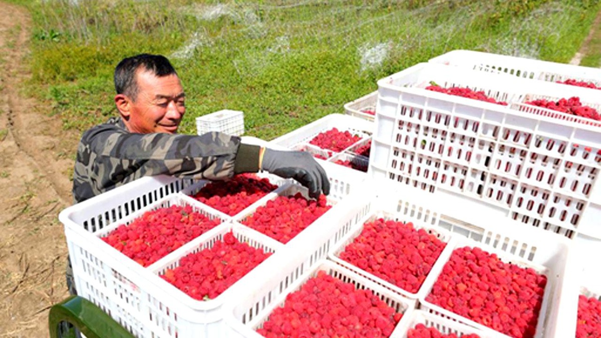 Çin\'in Liaoning Eyaletinde Ahududu Hasadı