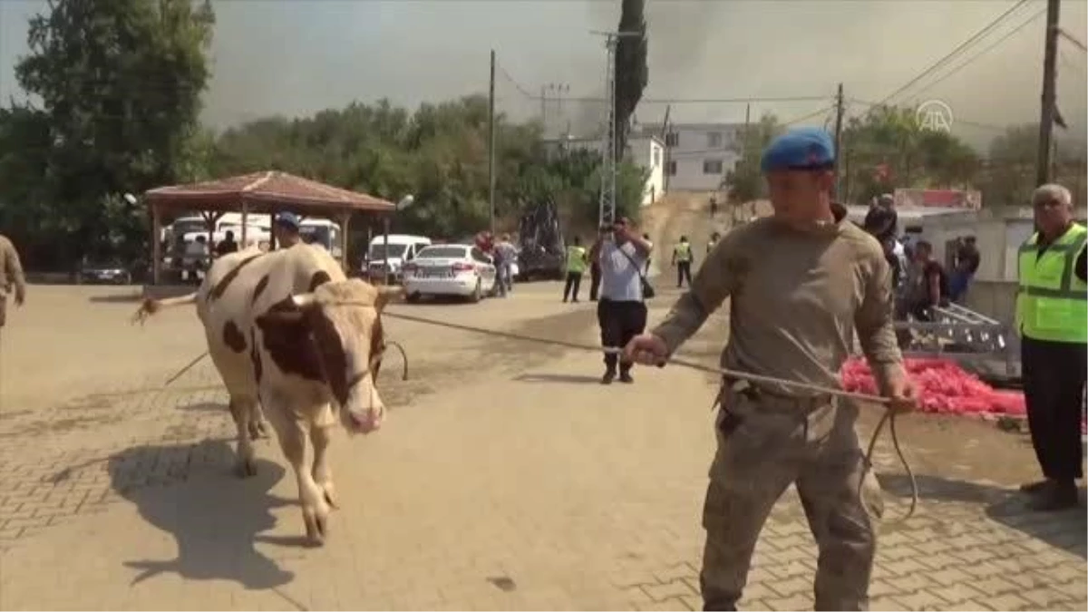 Mersin\'deki orman yangınında gebe inek "Sarıkız"ı komandolar kurtardı