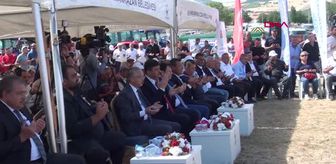 Kahramankazan'da ayçiçeği hasadı