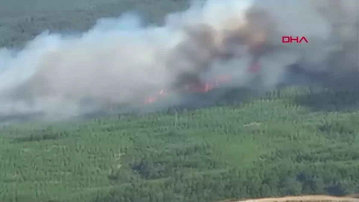 MANİSA\'DA ORMAN YANGINI