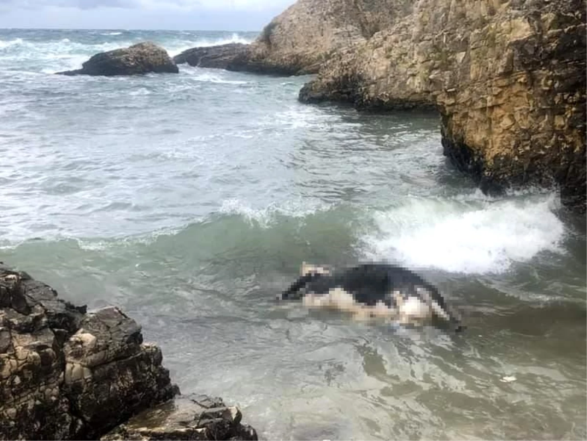 Şile\'de telef olan inek kıyıya vurdu