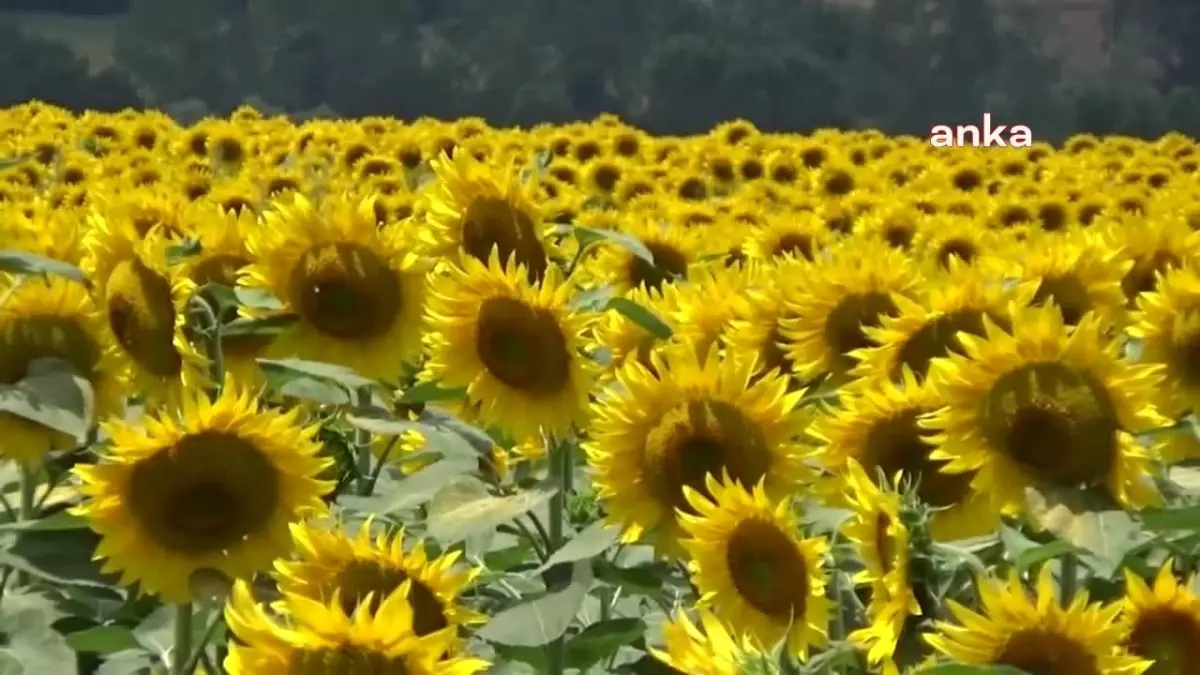 Trakya Birlik Ayçiçek Taban Alım Fiyatını 12 TL Olarak Açıkladı