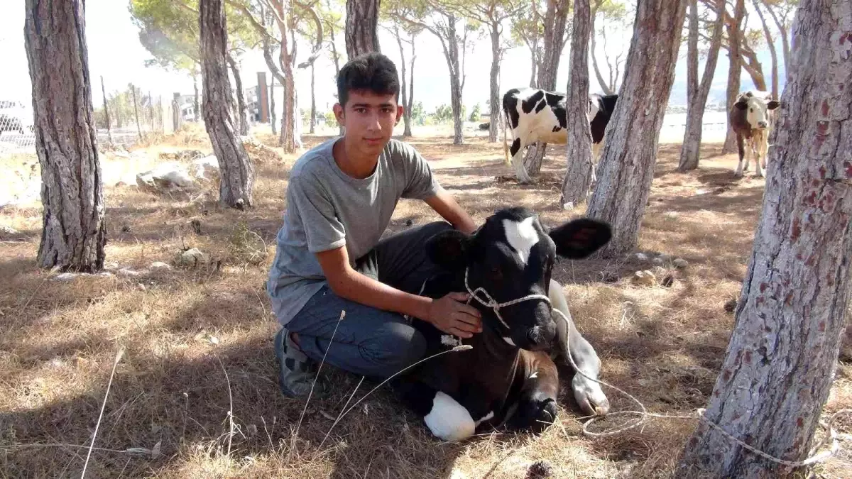 Mersin\'de çıkan orman yangını ile mücadele edilirken bir yanda da yaralar sarılıyor