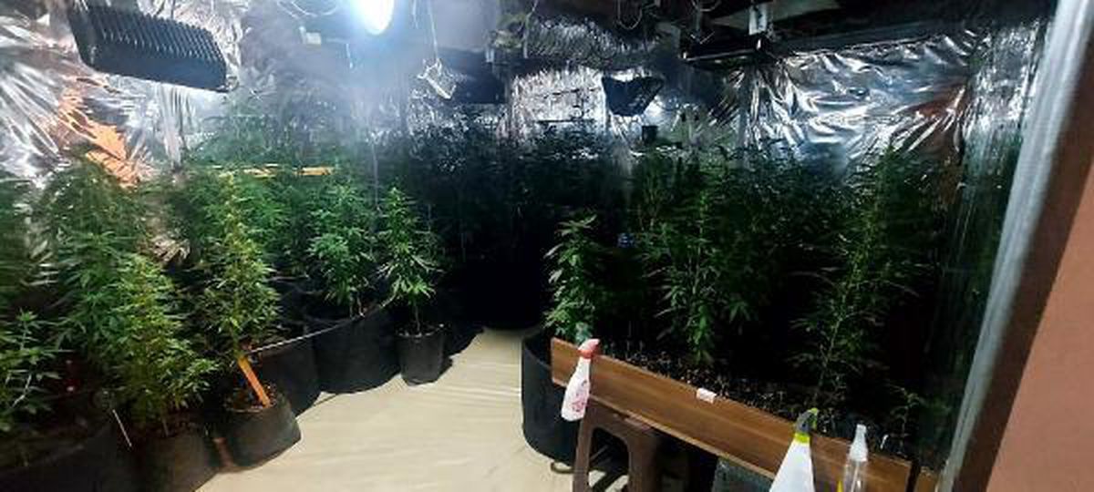 Evde düzenek kurup kenevir ve skunk bitkisi yetiştiren 2 şüpheli yakalandı