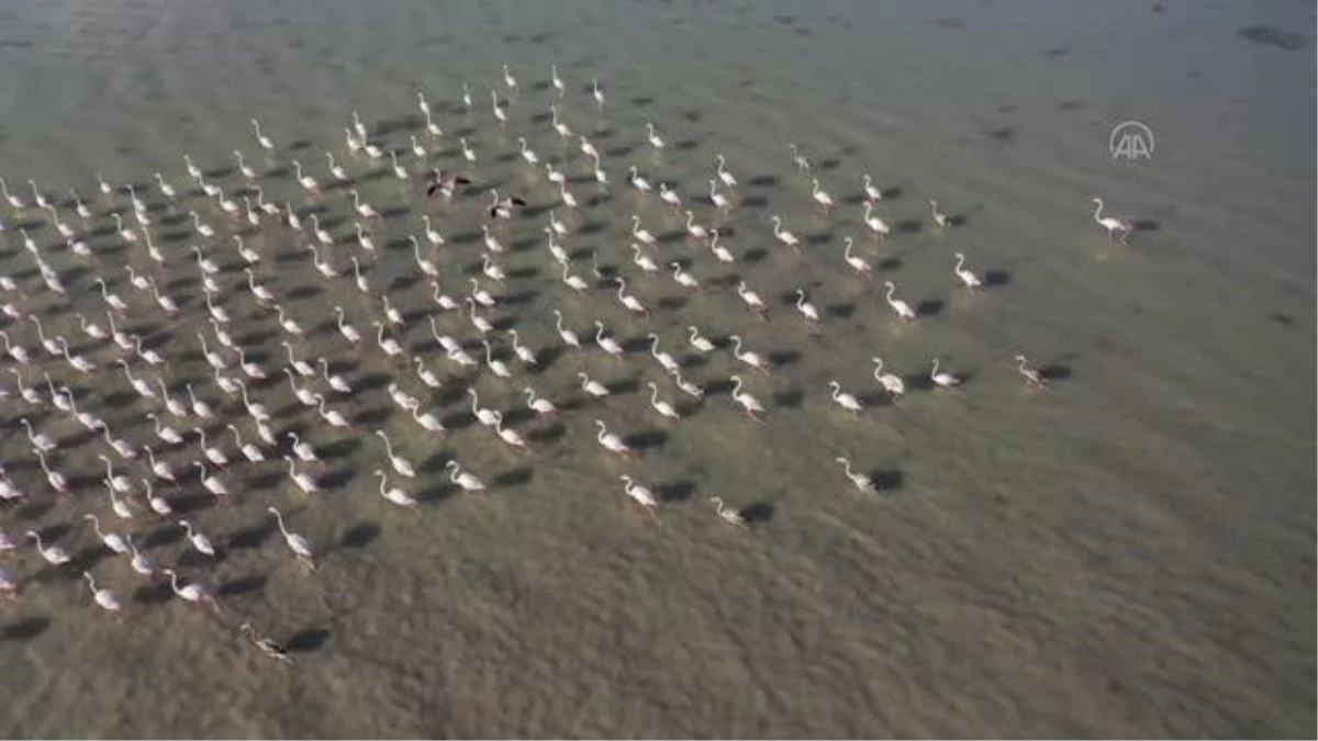 Flamingolar Arin Gölü\'ne renk katıyor