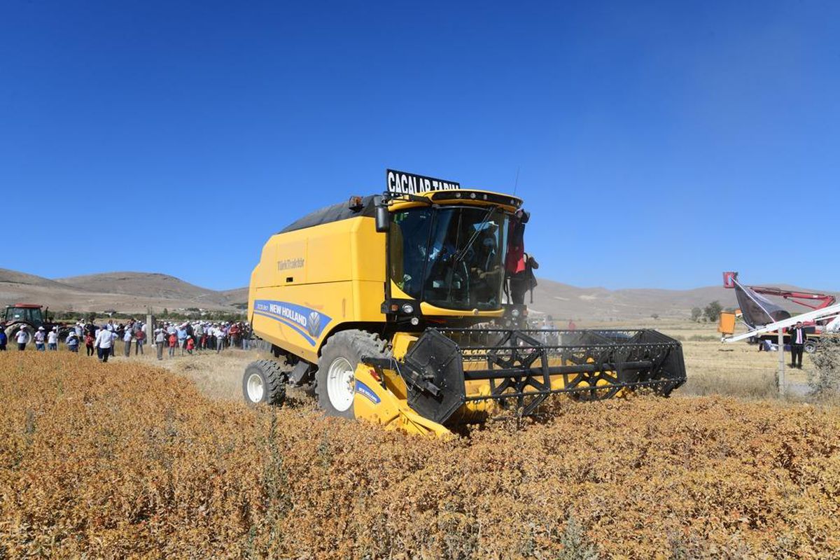 Kayseri\'de aspir hasadı yapıldı