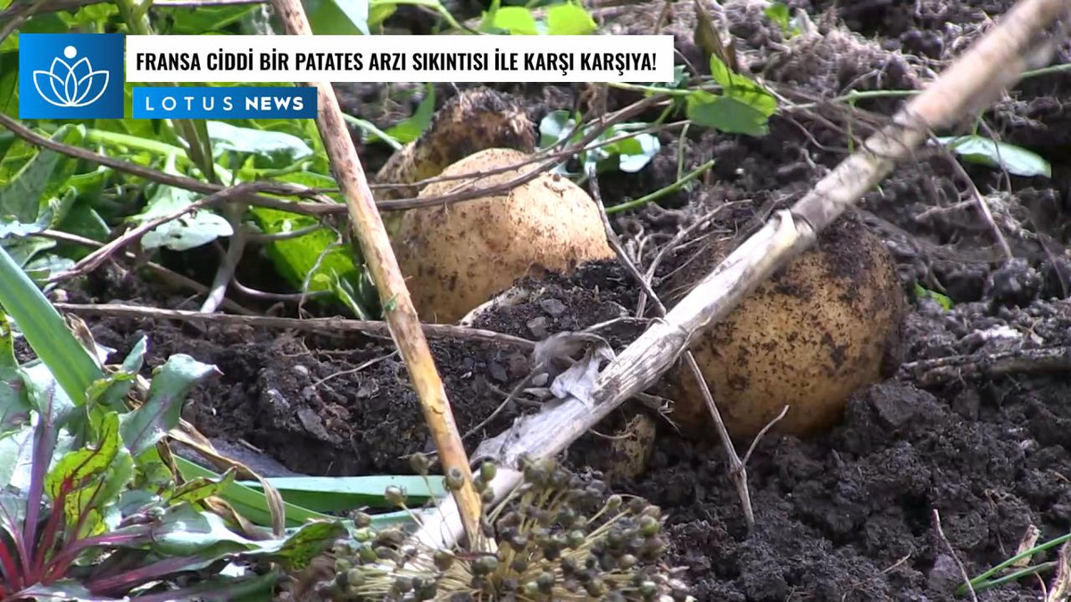Video: Fransa Ciddi Bir Patates Arzı Sıkıntısıyla Karşı Karşıya