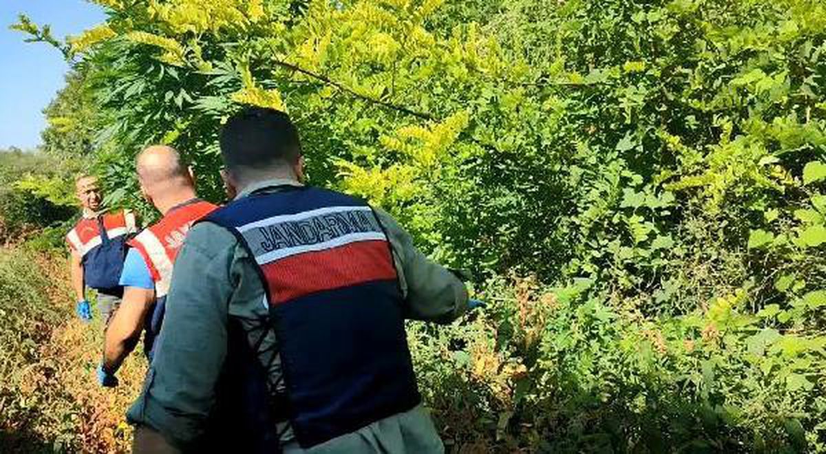 Bursa haberi! Bursa\'da 92 kök kenevir ele geçirildi; 3 gözaltı