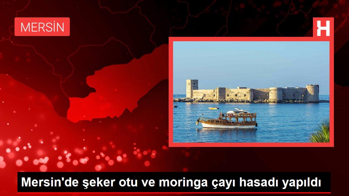Mersin'de şeker otu ve moringa çayı hasadı yapıldı