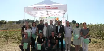Tescilli 'Yalova aronyası'nın üretimini artırmak için hasat şenliği yapıldı