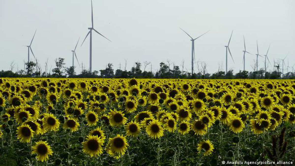 Ukraynalı çiftçiler tahıl yerine ayçiçeği ekiyor