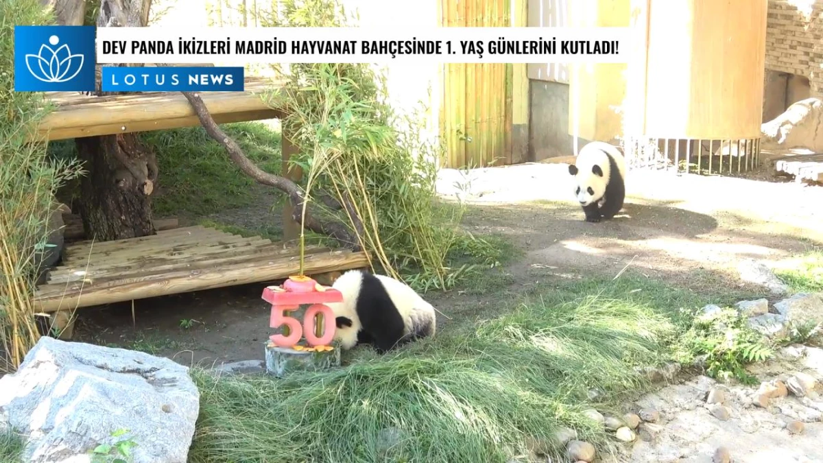 Video: Dev Panda İkizleri Madrid Hayvanat Bahçesinde 1. Yaş Günlerini Kutladı