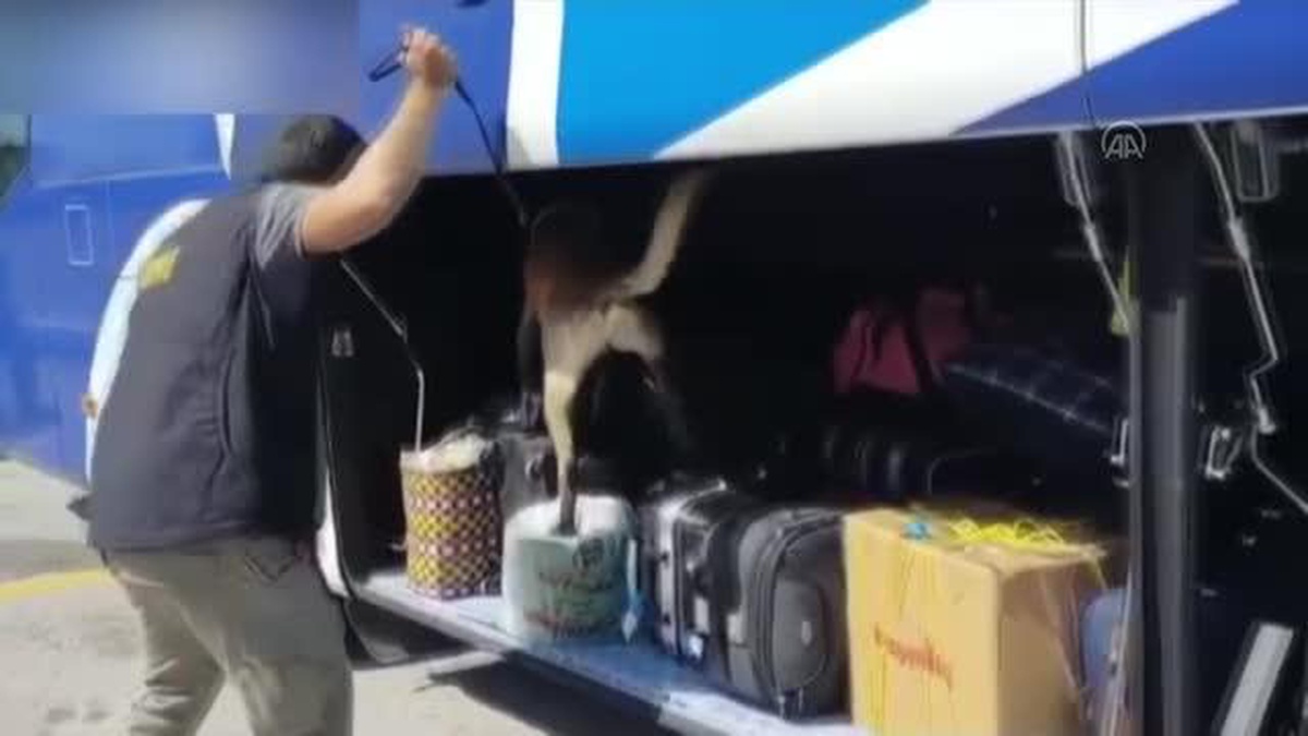 Kocaeli\'de yolcu otobüsünün bagajındaki çantada 2,5 kilogram esrar yakalandı