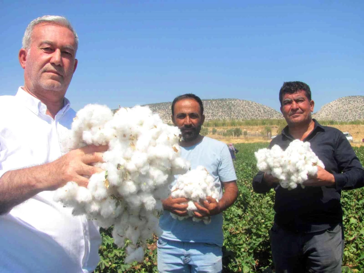 Araban\'da pamuk hasadına başlandı