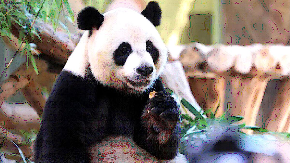 Çin\'in Guangzhou Kentinde Dev Panda Üçüzleri Güz Ortası Festivali\'ni Kutladı