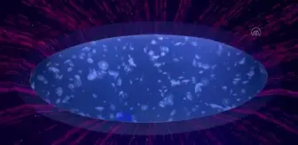 Denizanalarını ışık ve müzikle buluşturan akvaryum