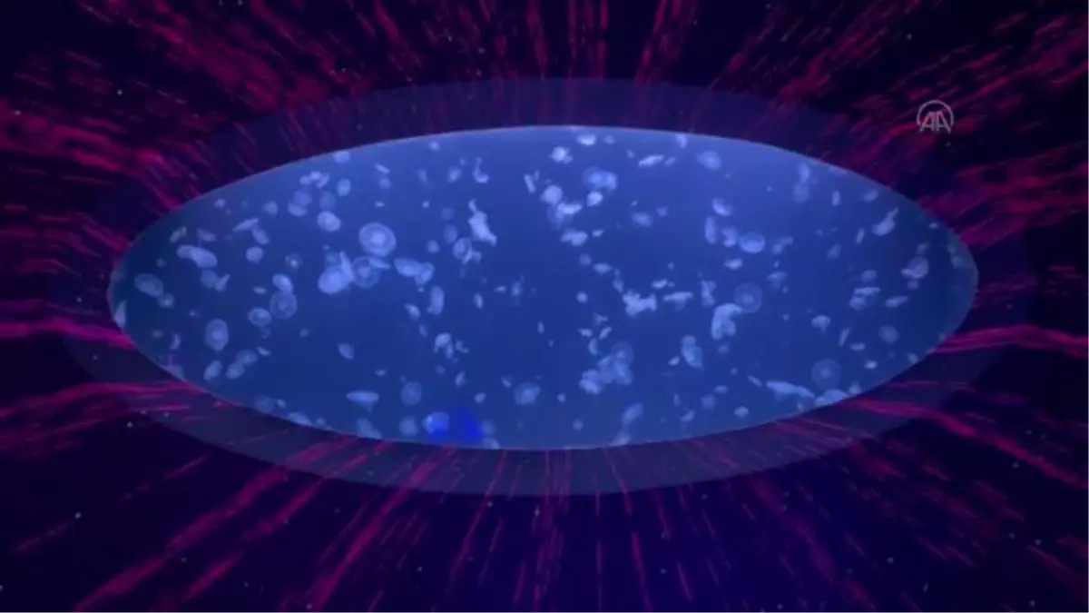 Denizanalarını ışık ve müzikle buluşturan akvaryum