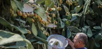 Enerji kaynağı Frenk yemişi dalında çürüyor