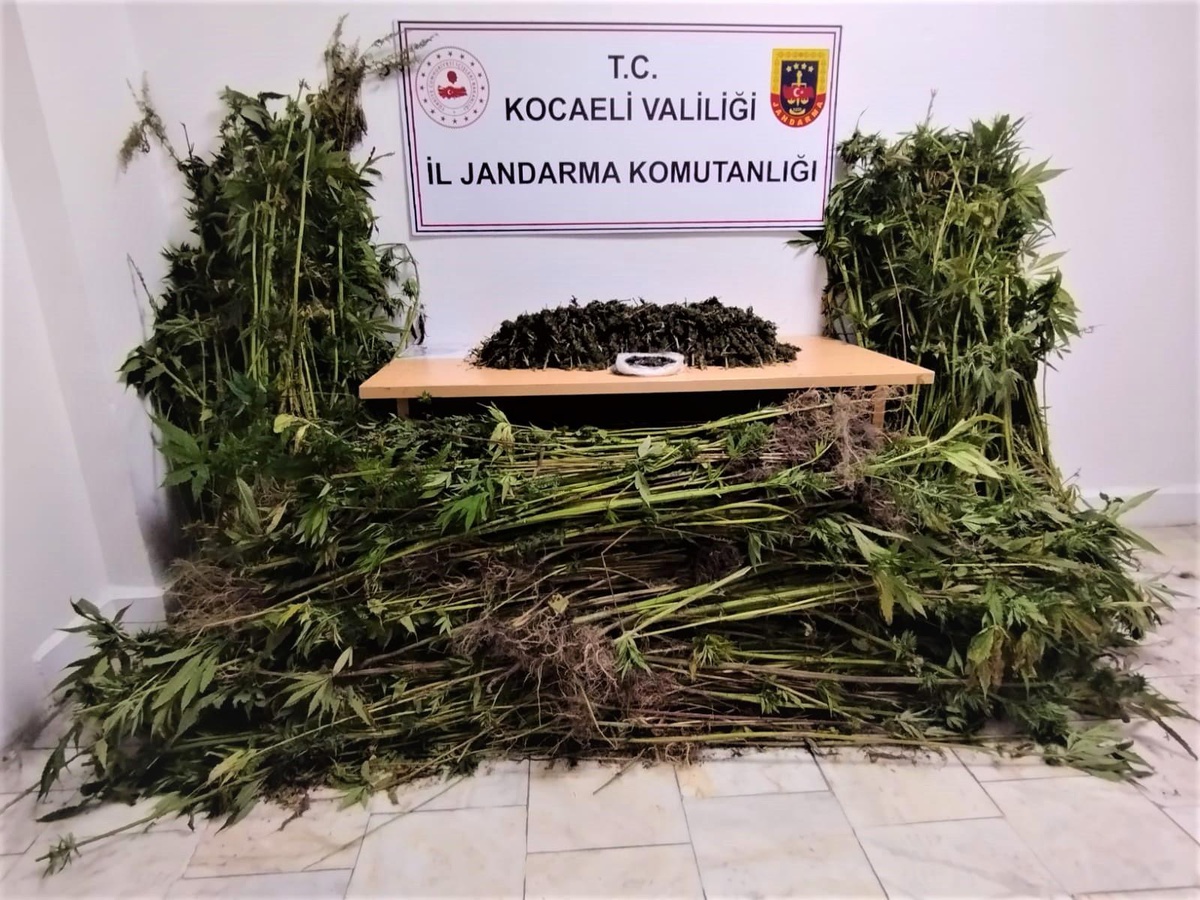 Kocaeli\'de ormanlık alana Hint keneviri eken 3 zanlıdan biri tutuklandı