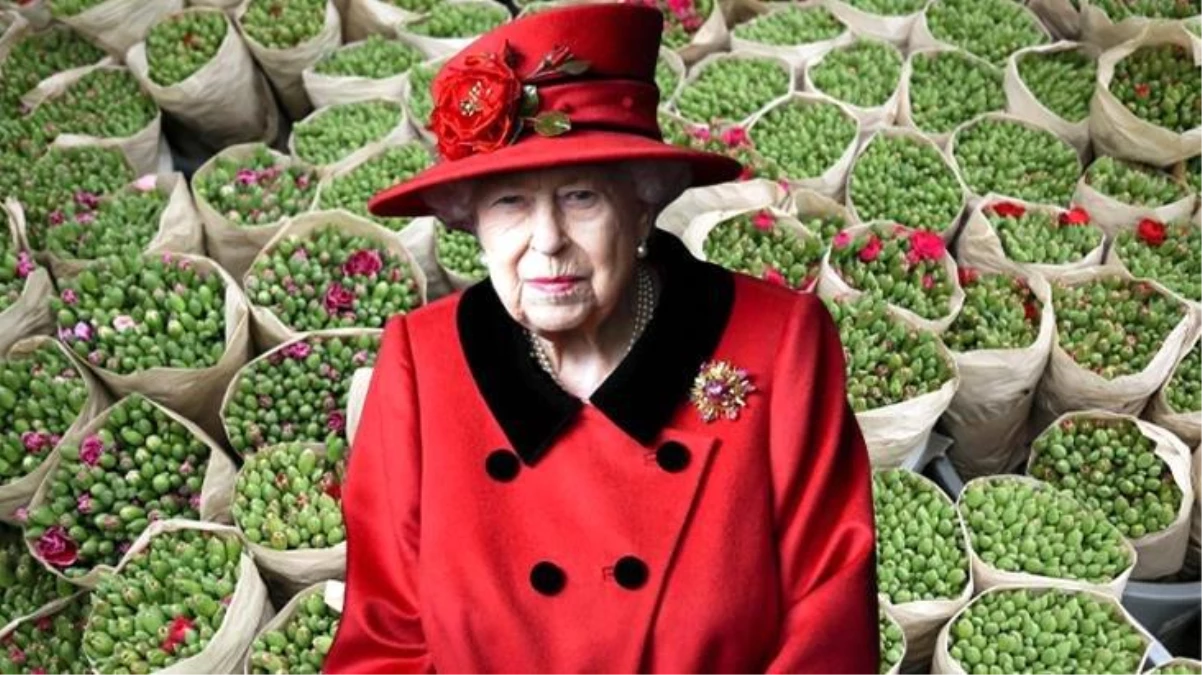 2. Elizabeth\'in cenazesi için Antalya ve Isparta\'daki çiçekçilerden büyük kazanç! En az 1,5 milyon dal karanfil İngiltere\'ye gönderilecek