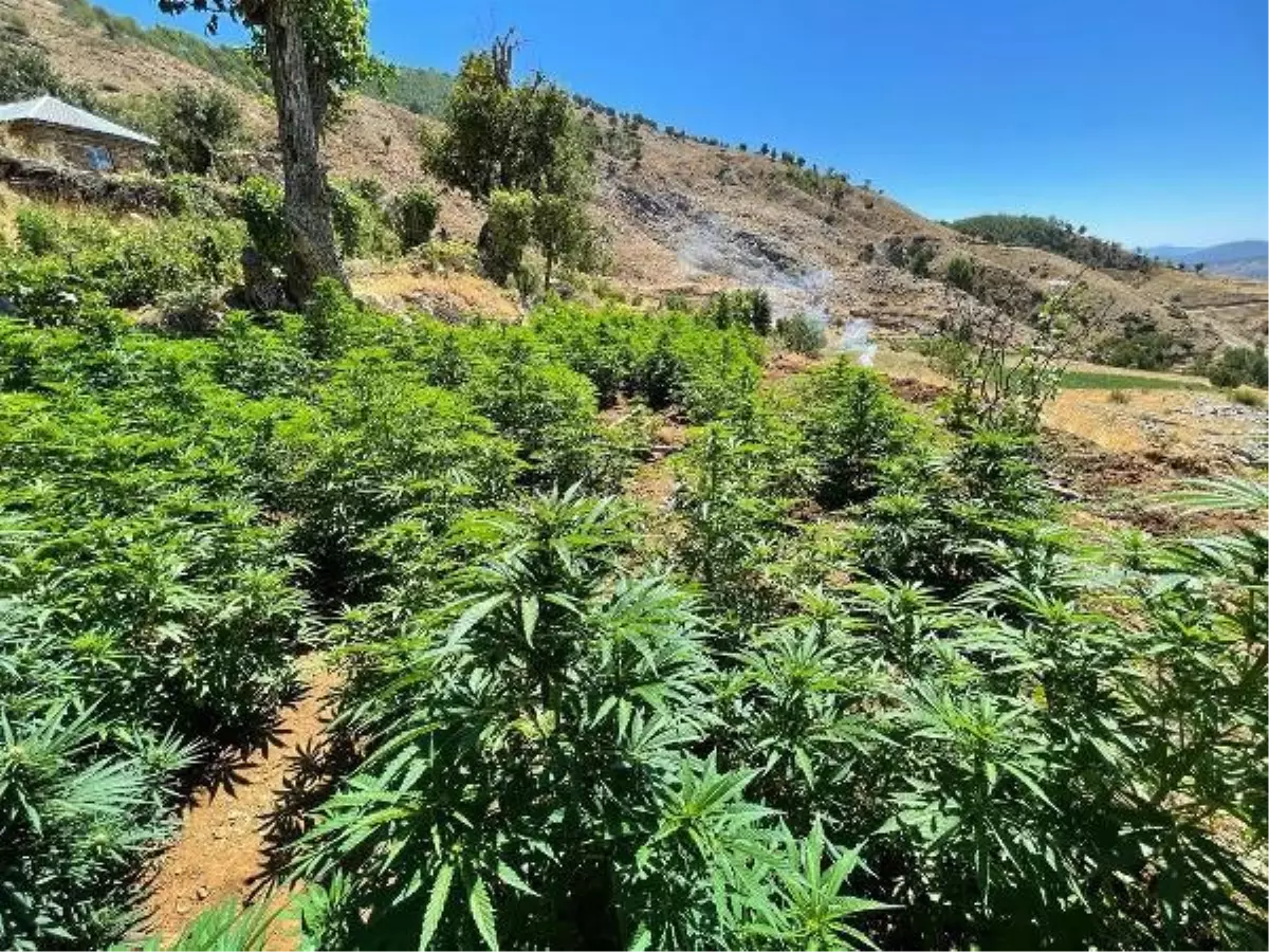 Bingöl gündem haberleri: Bingöl\'de 3 milyon kök kenevir ve patlamamış havan ele geçirildi