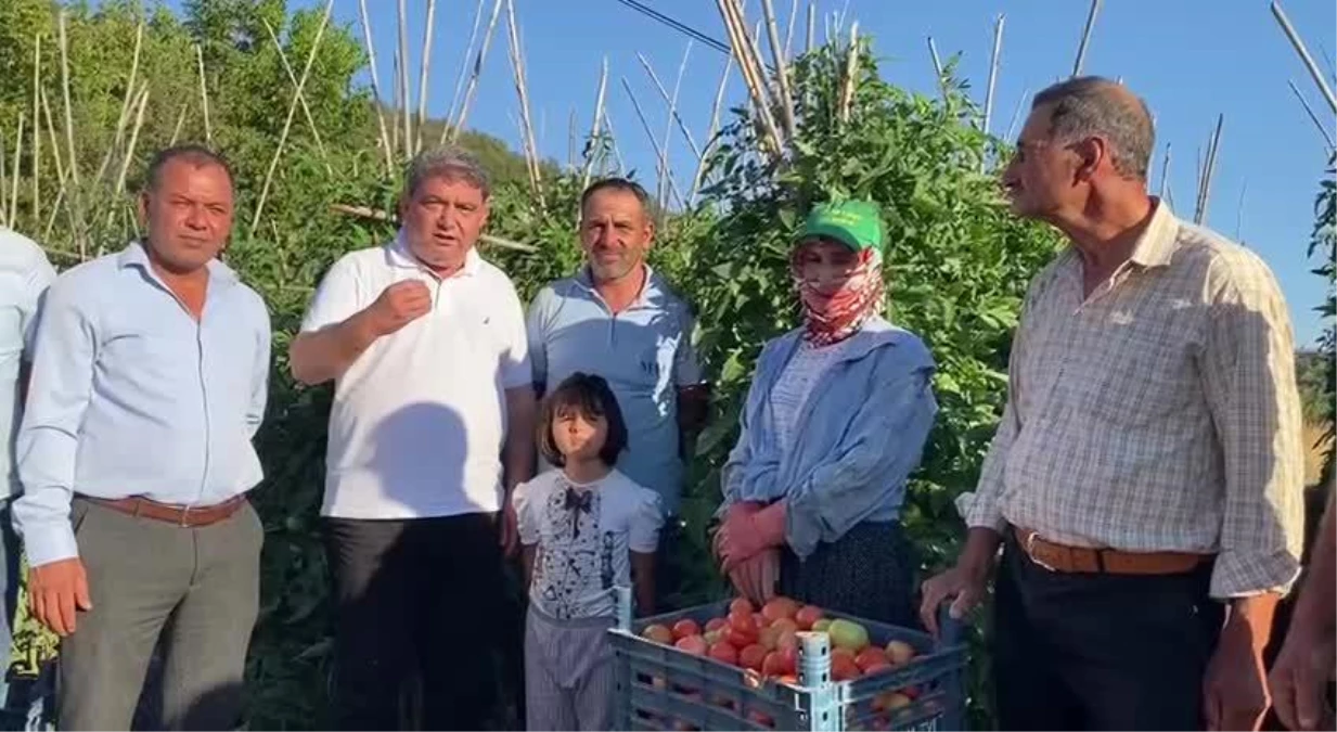 Cengiz Gökçel\'den Domates İhracatına Sınır Getirilmesine Tepki: "Bu Karar Kaldırılmazsa Gelecek Yıl Çiftçi Üretmeyecek"