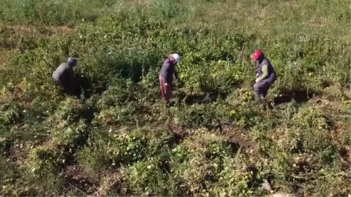 Konya\'nın ata tohumuyla üretilen tescilli fasulyesi Avrupa sofralarında