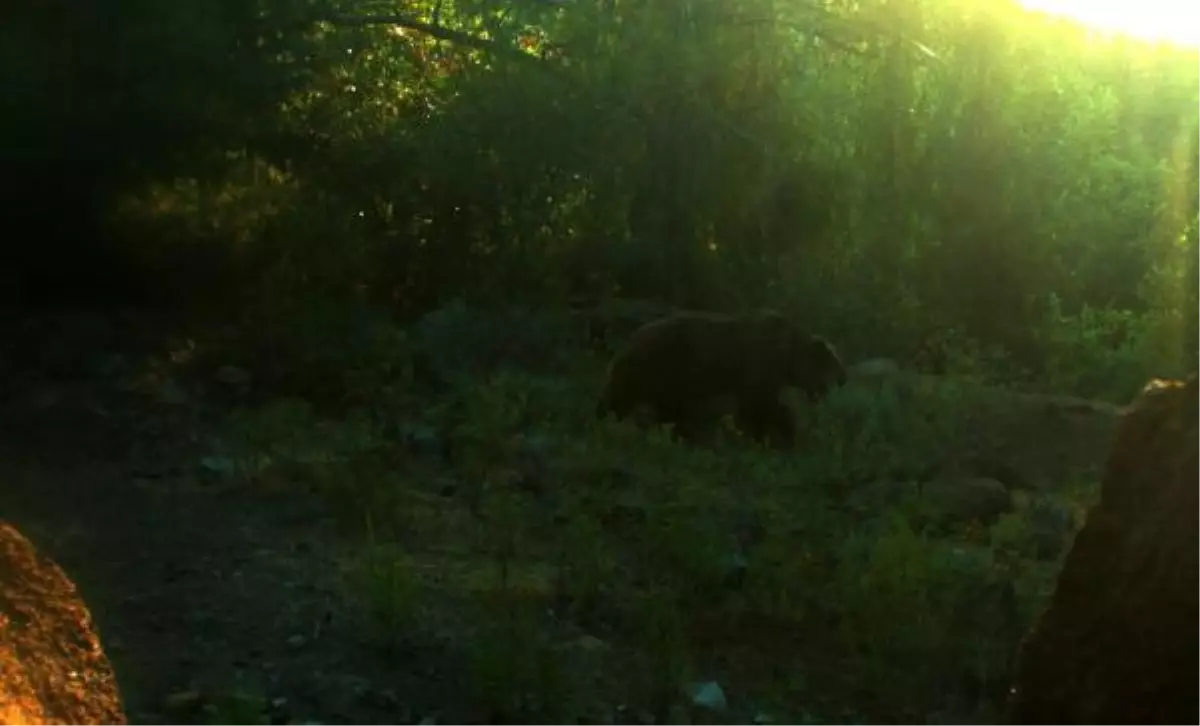 Muğla gündem haberleri: Köyceğiz\'de ilk defe bozayı görüldü