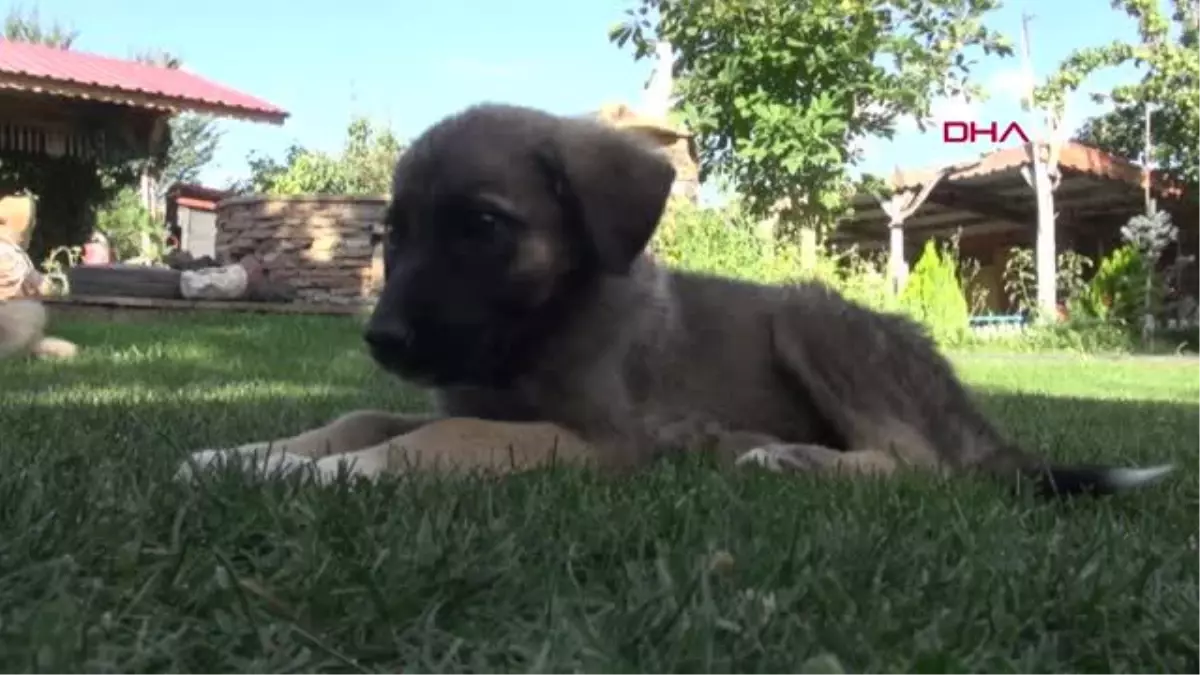 KANGAL KÖPEKLERİ, KIŞ İÇİN \'SÜTLÜ TAHIL\' İLE BESLENİYOR