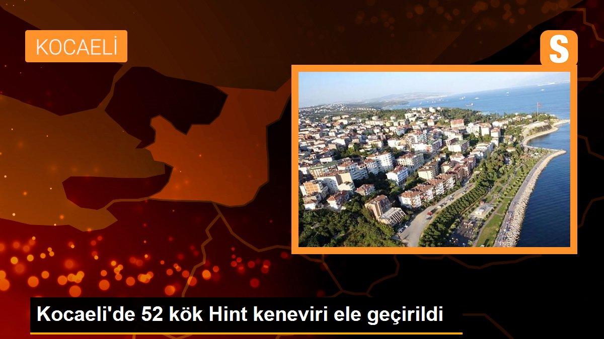 Kocaeli\'de 52 kök Hint keneviri ele geçirildi