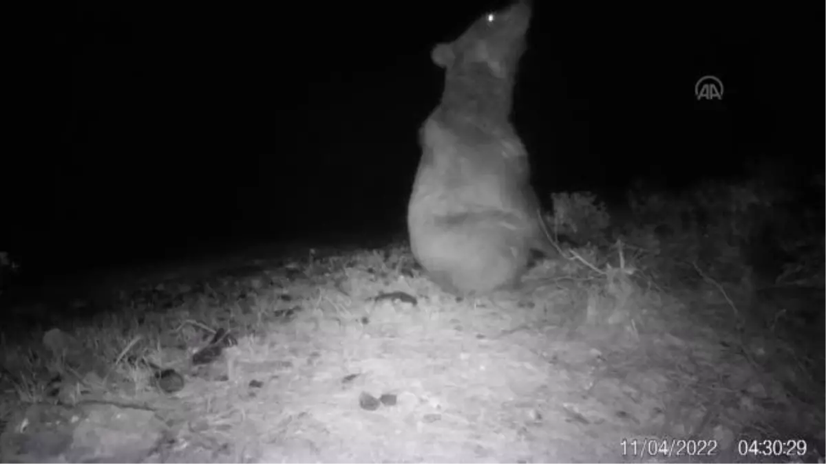 Köyceğiz\'de bozayı videokapanla ilk kez görüntülendi