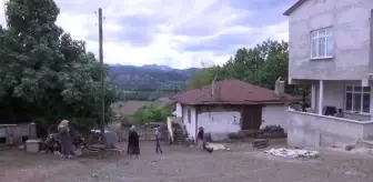 Samsun'da kurt saldırısında 24 koyun telef oldu