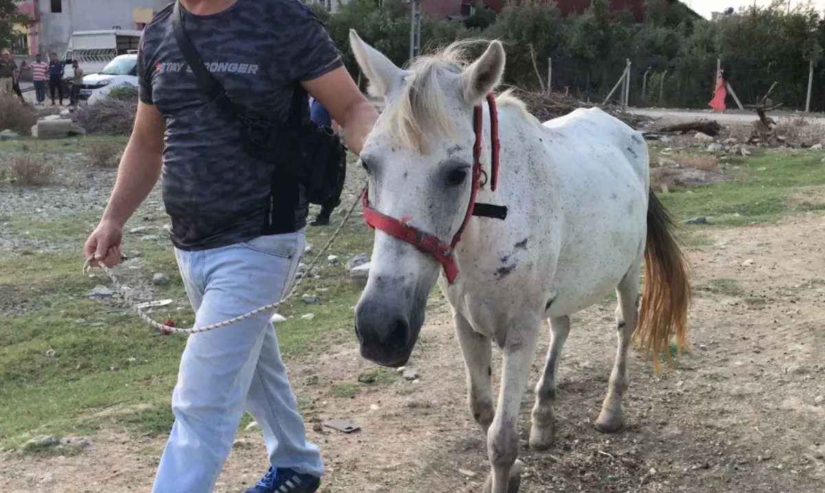 Adana\'da yorulan atı yumruklayan zanlıya 15 gün barınak temizleme cezası