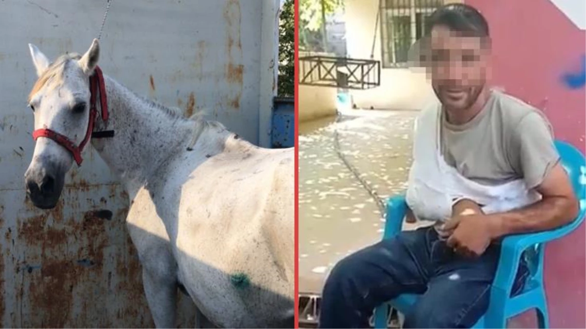 Ata işkence eden adam, 15 gün hayvan barınağında çalışma şartıyla serbest bırakıldı!