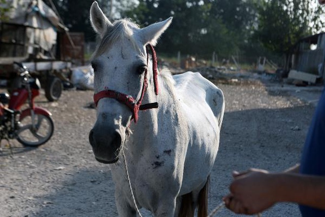 İlermeyen atı yumruklayan zalim seyyar satıcı gözaltında